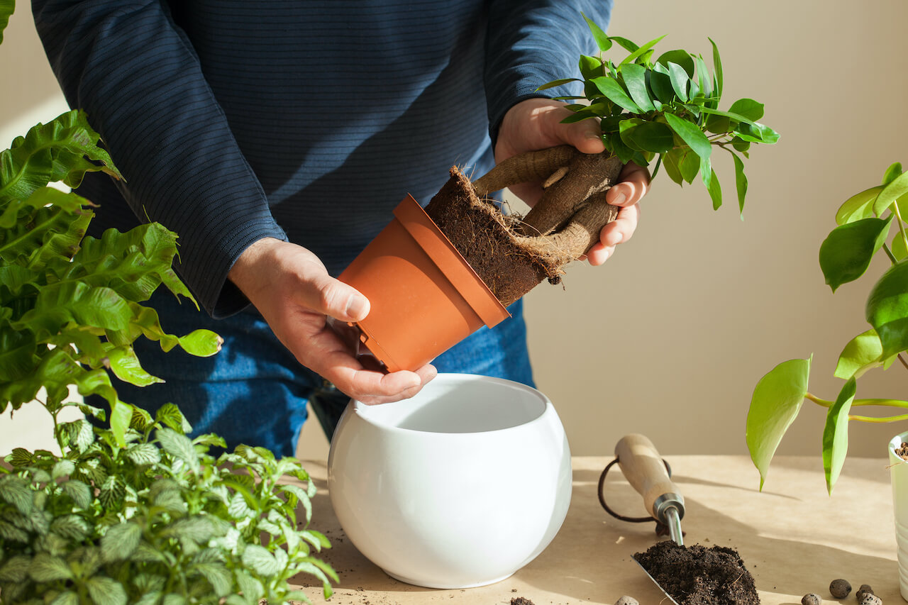 gardening, planting at home. man relocating ficus houseplant