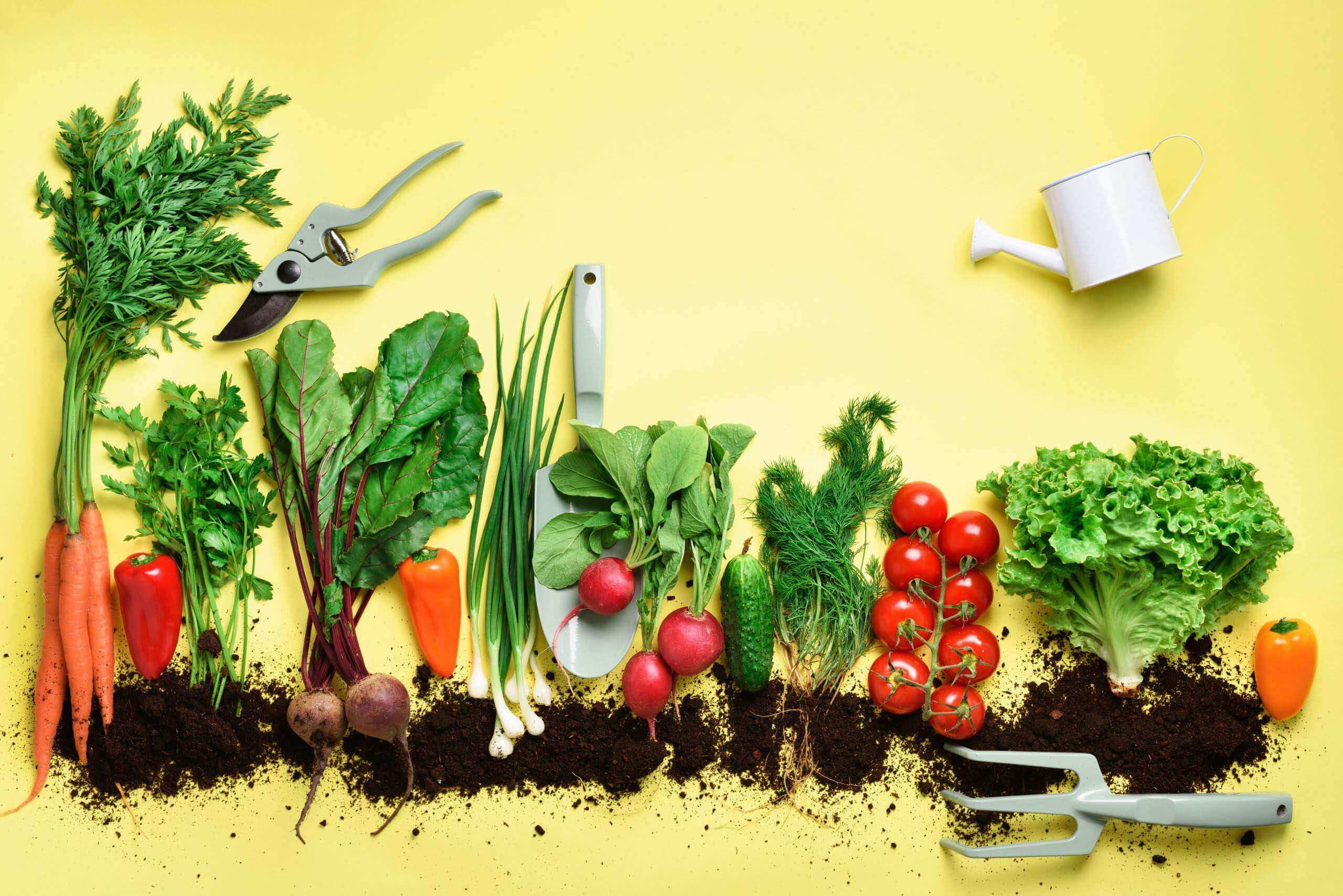 Organic vegetables and garden tools